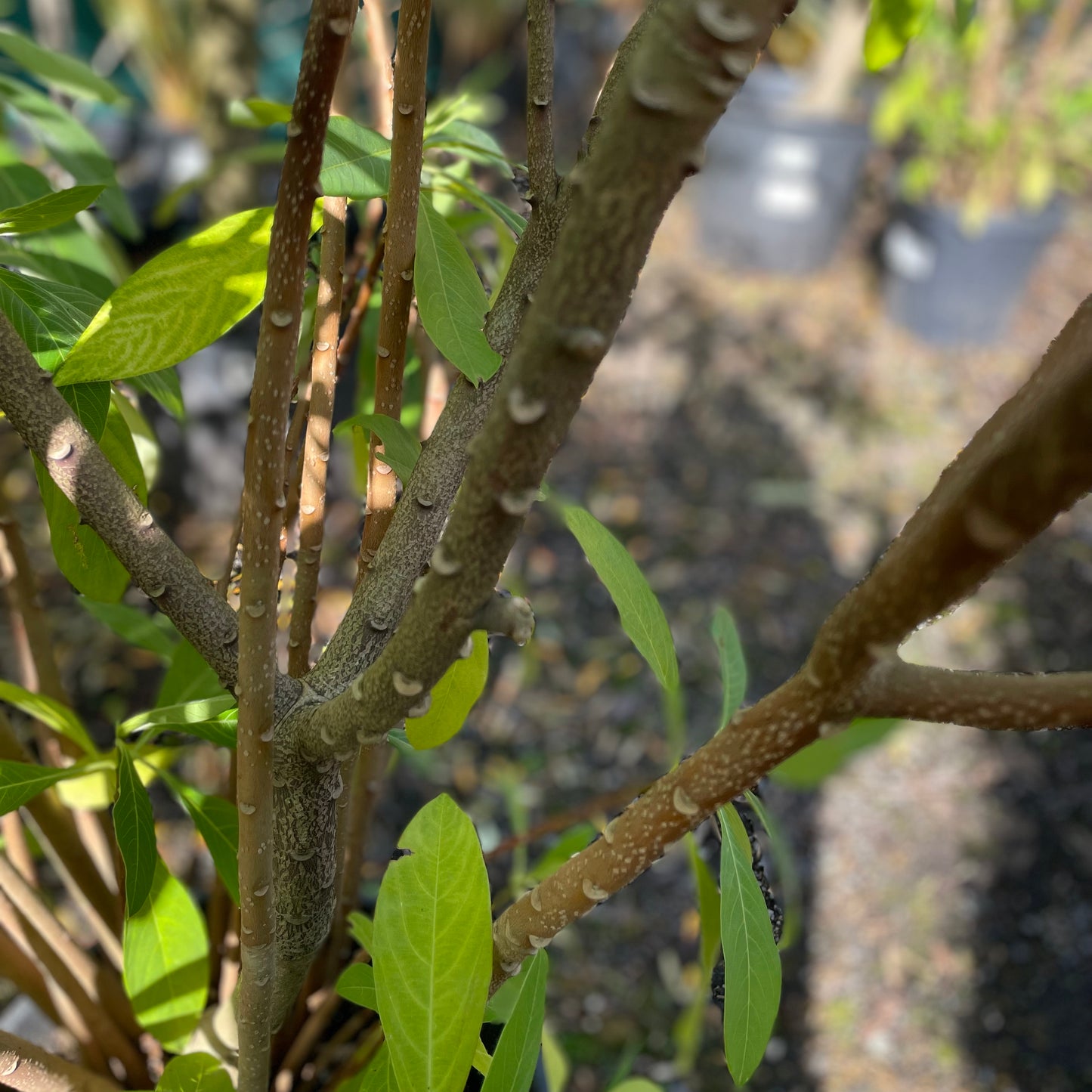 Edgeworthia Honey Sunshine
