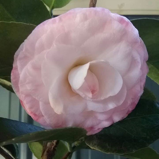 Camellia Desire flower