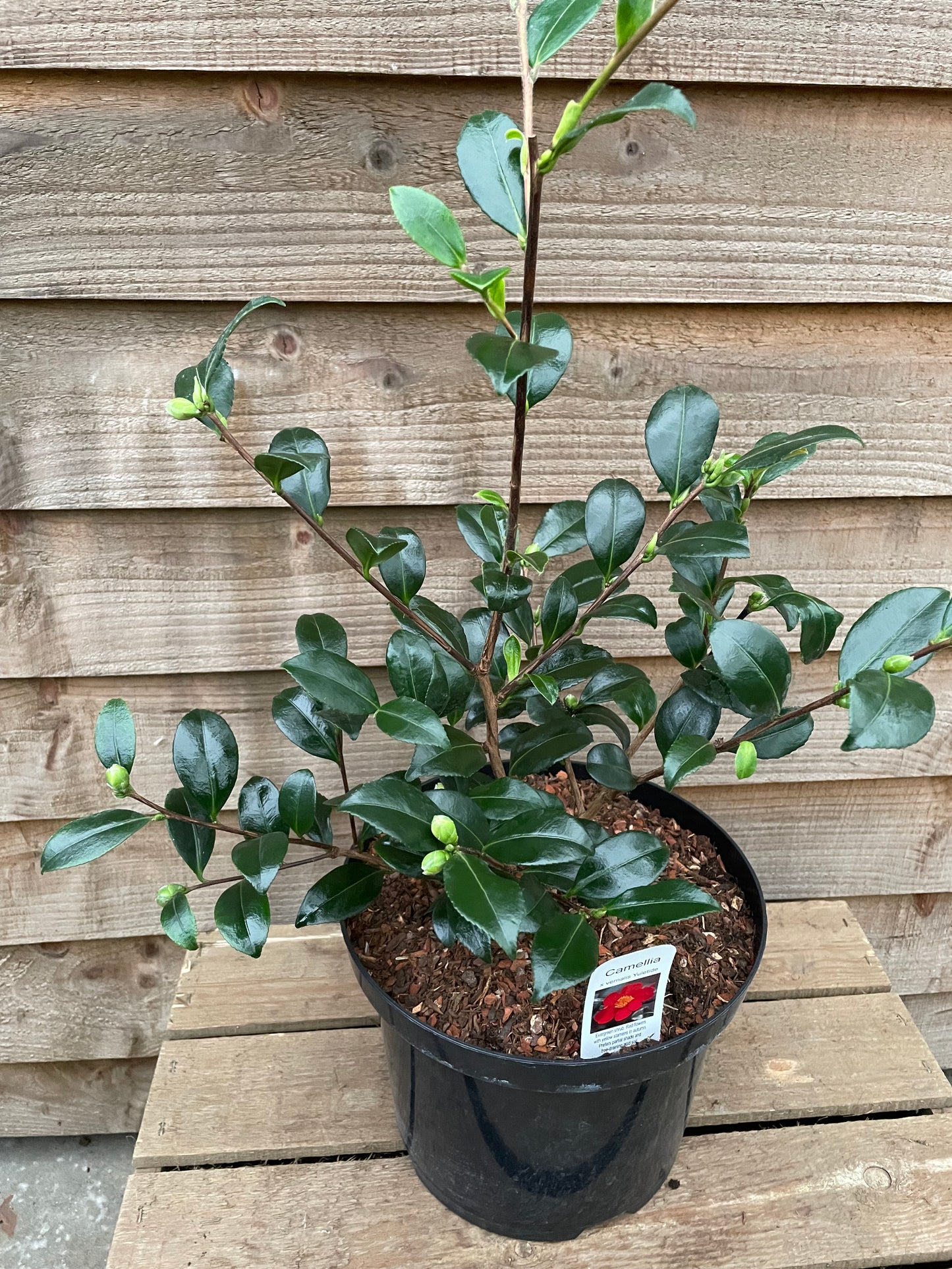 Camellia Yuletide