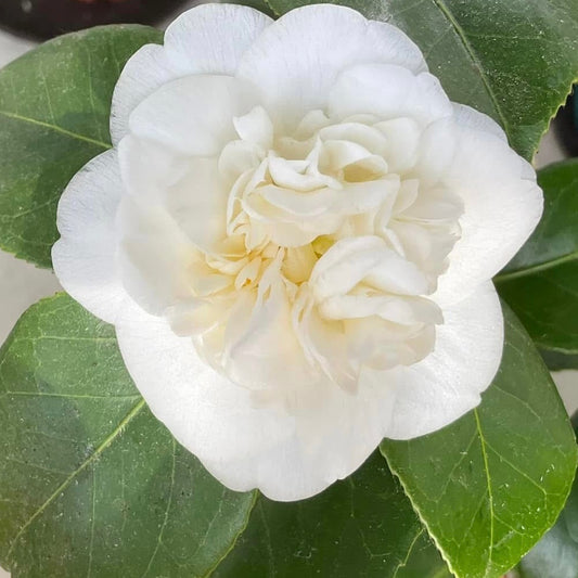 Camellia Nobilissima Flower