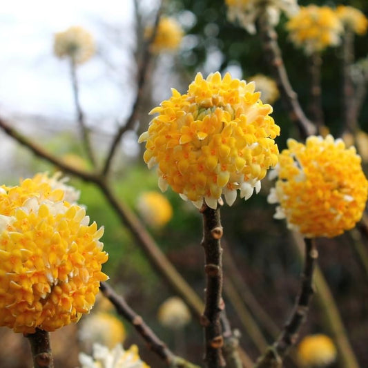 Edgeworthia Honey Sunshine