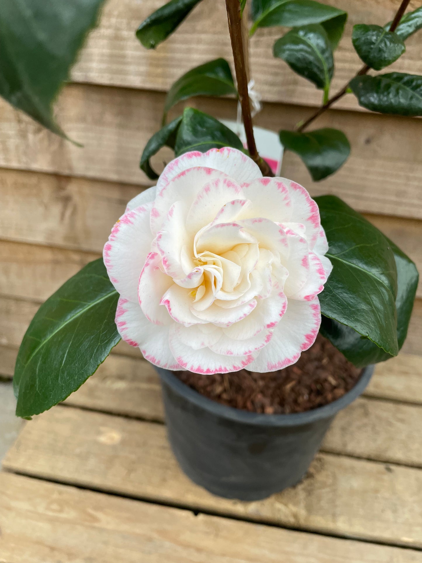 Camellia Margaret Davis