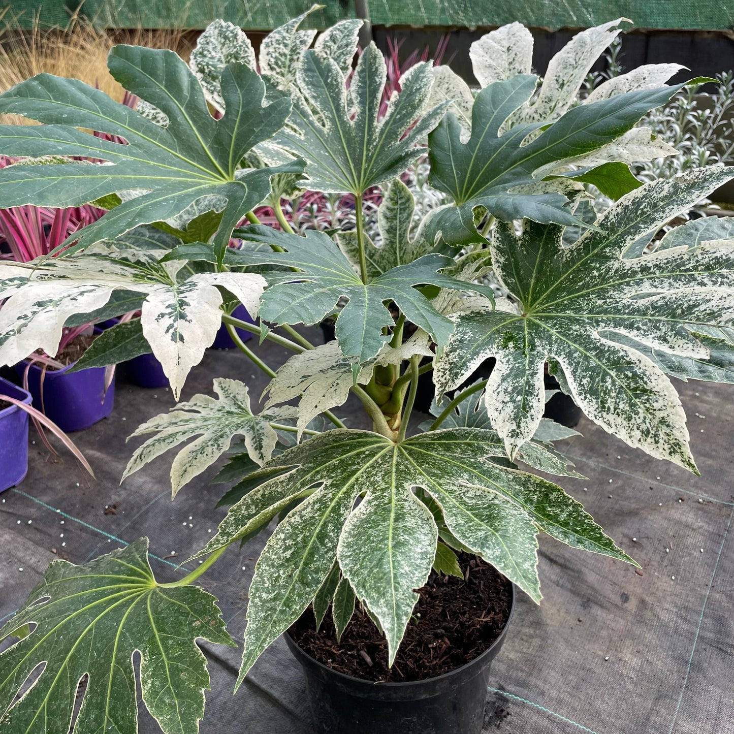 Fatsia Spider's Web