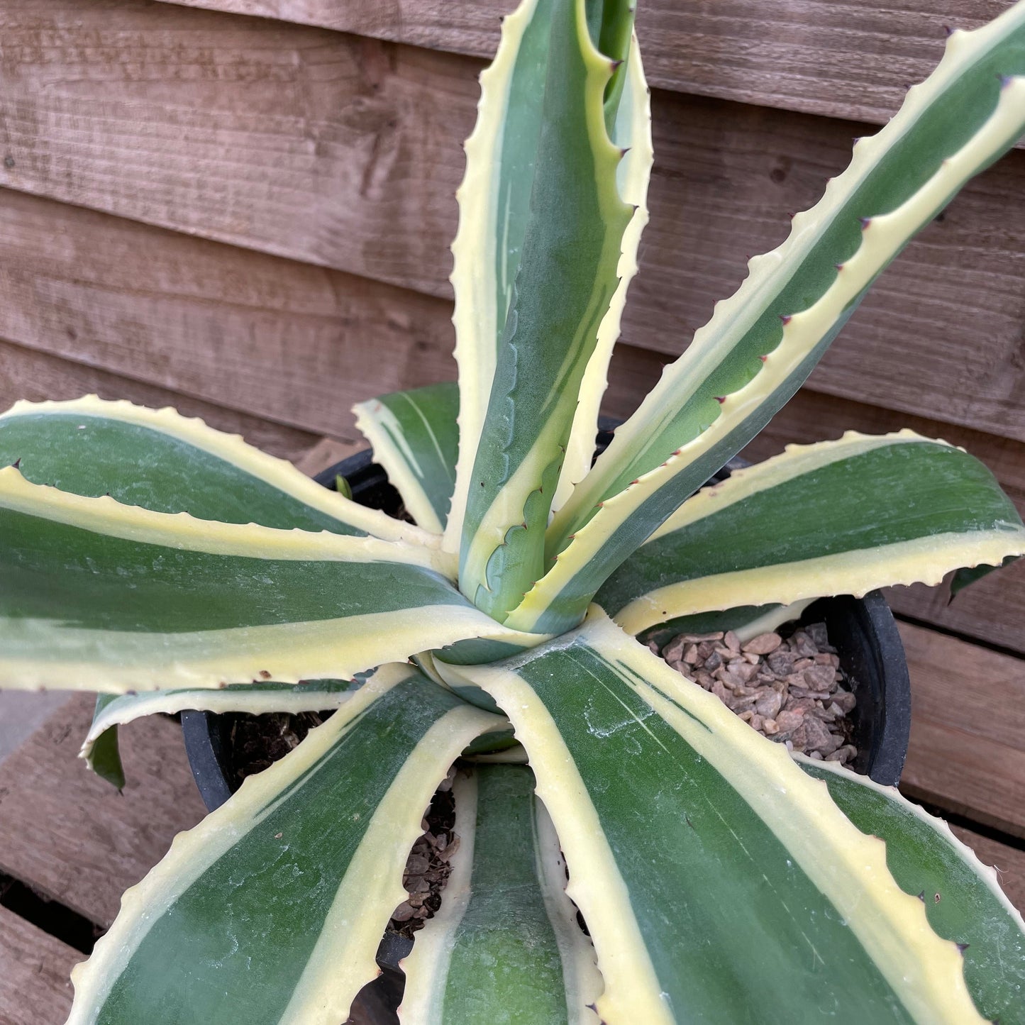 Agave Variegata