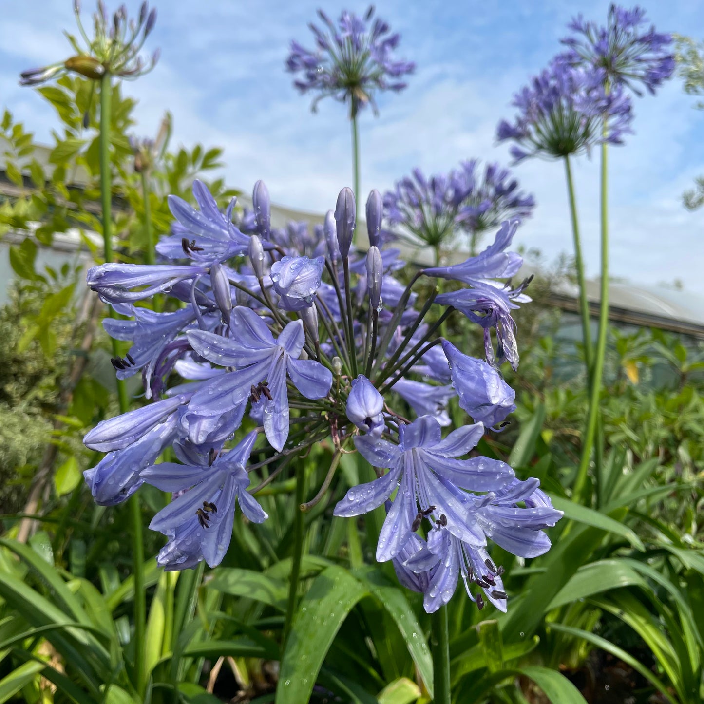 Agapanthus Big Blue