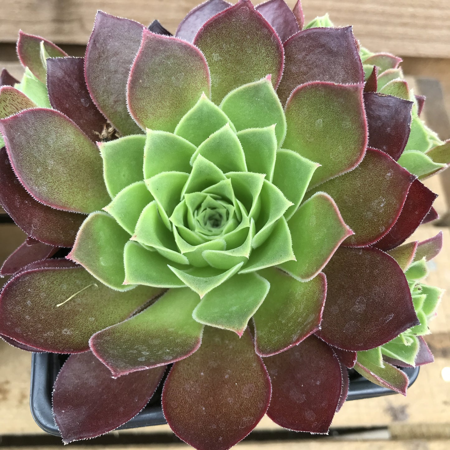 Aeonium Collection