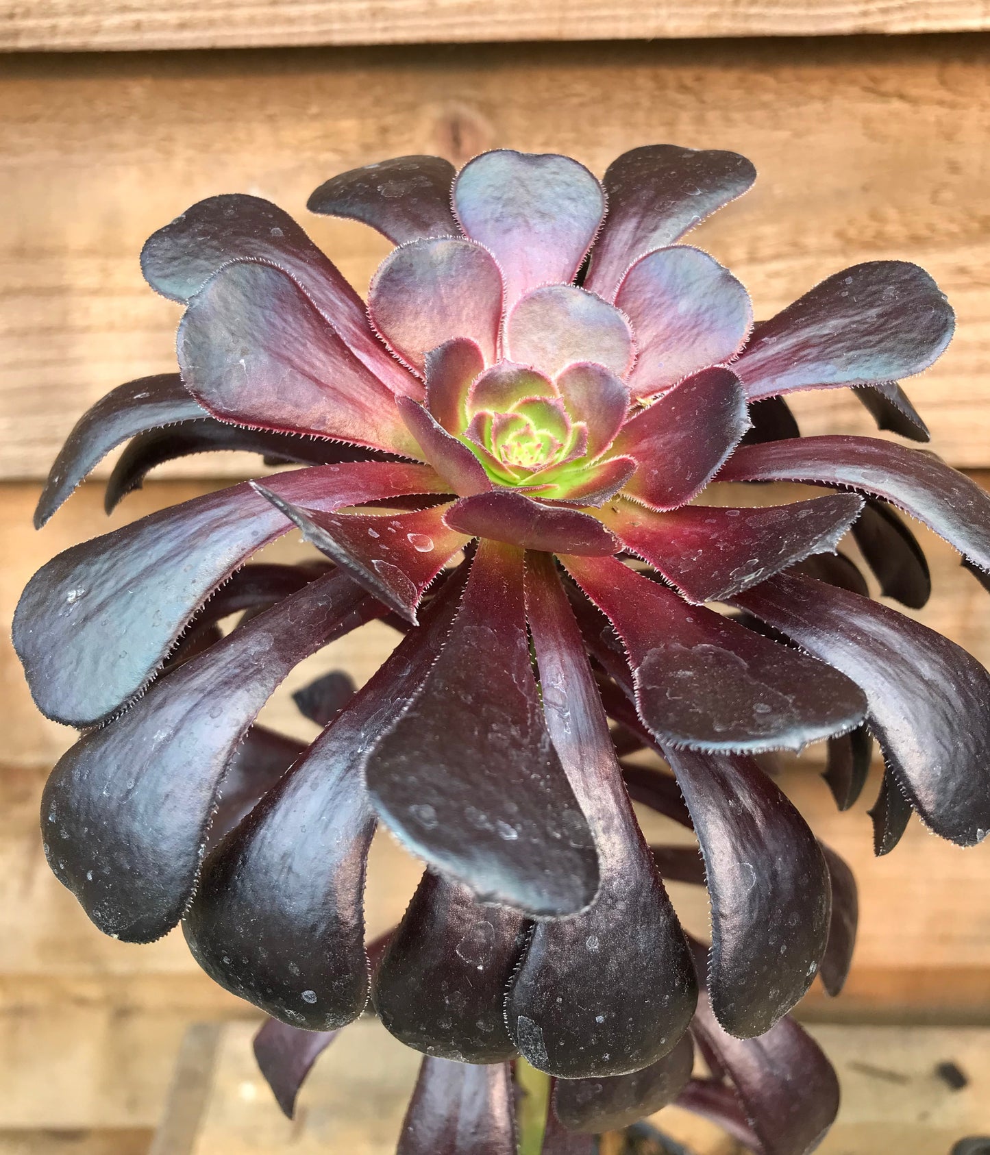 Aeonium Collection