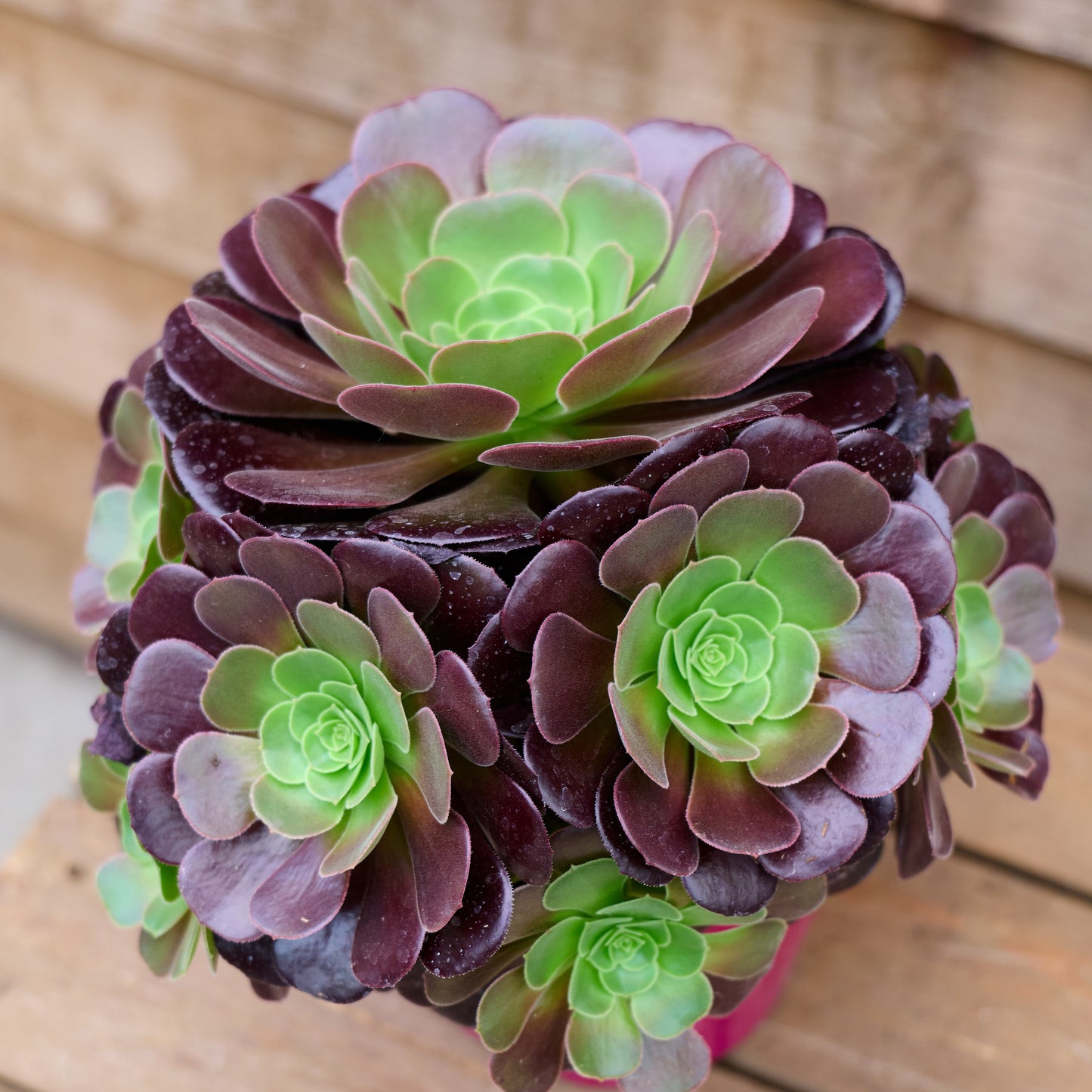 Aeonium Velour