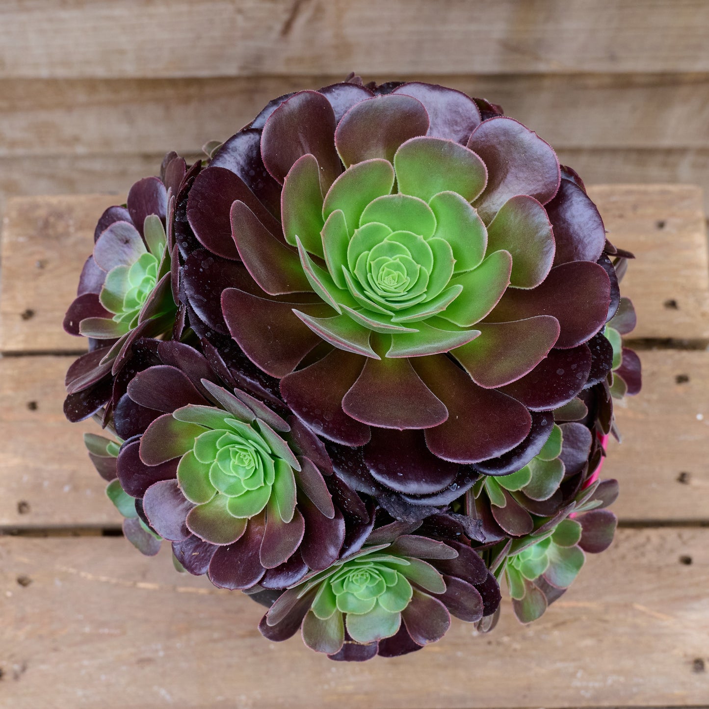 Aeonium Velour