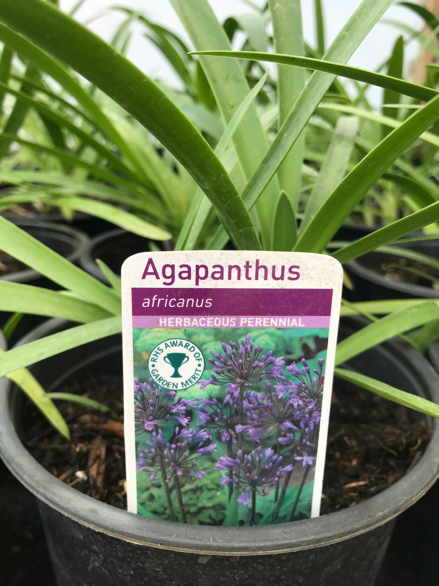 Agapanthus Big Blue
