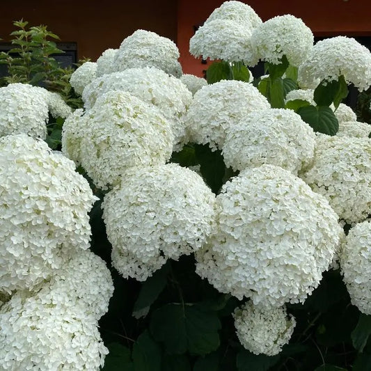 Hydrangea Strong Annabelle