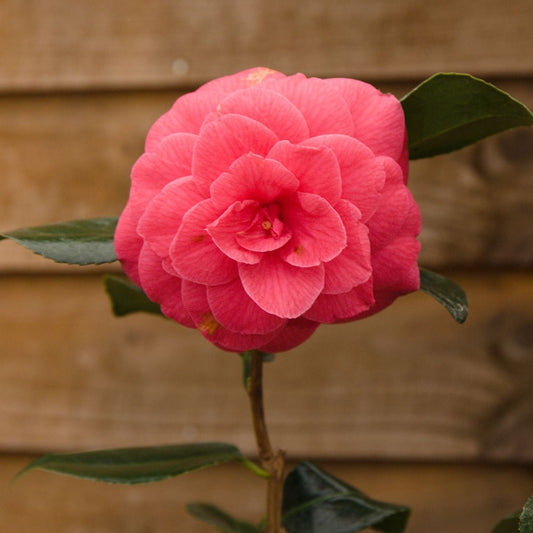 Camellia Apollo