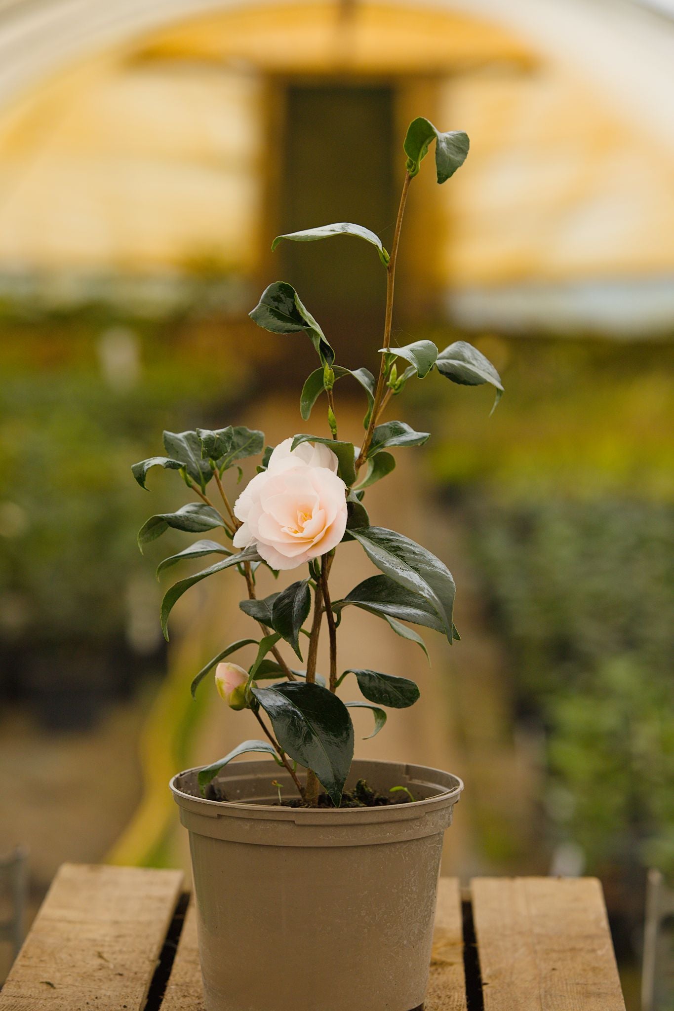 Camellia April Blush