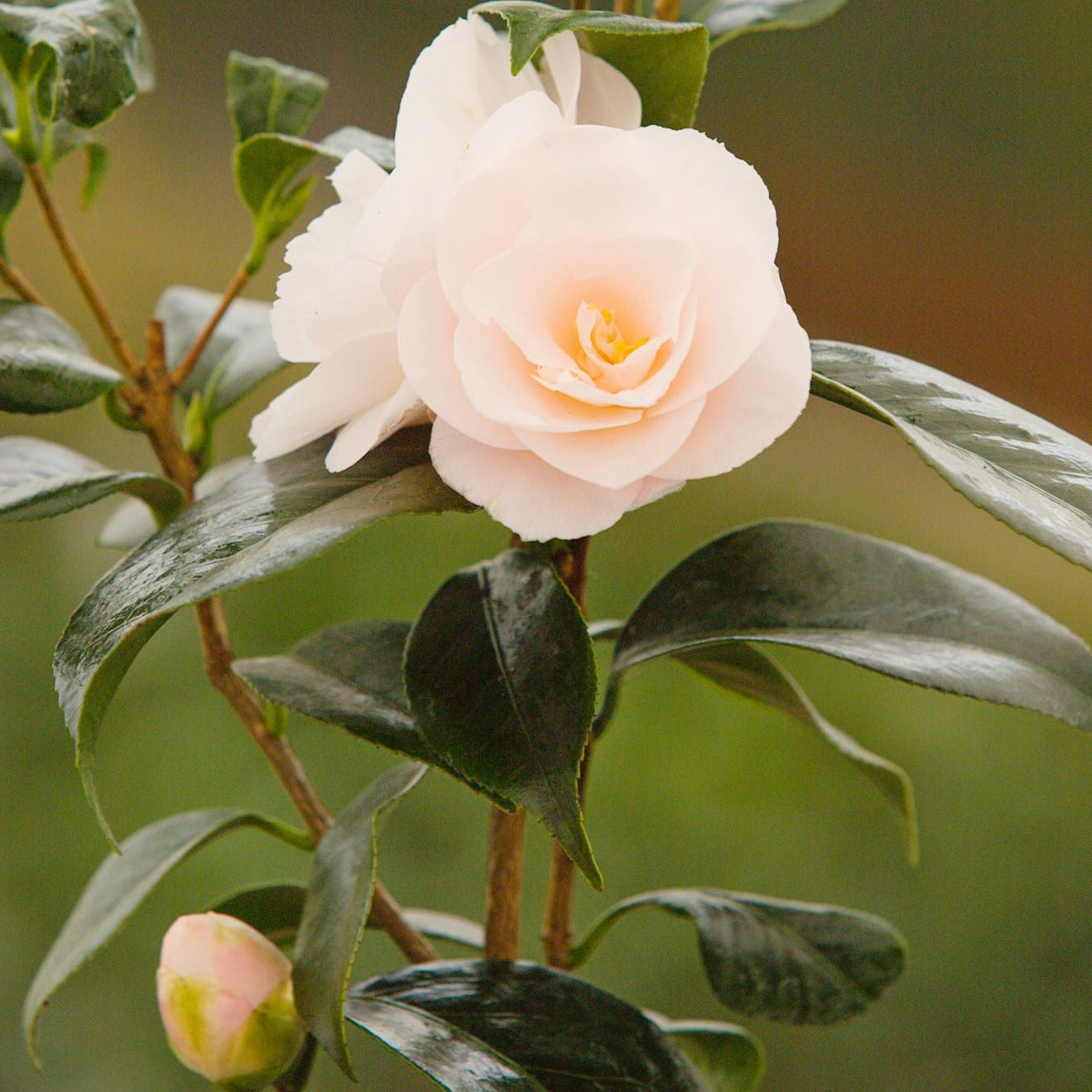 Camellia April Blush