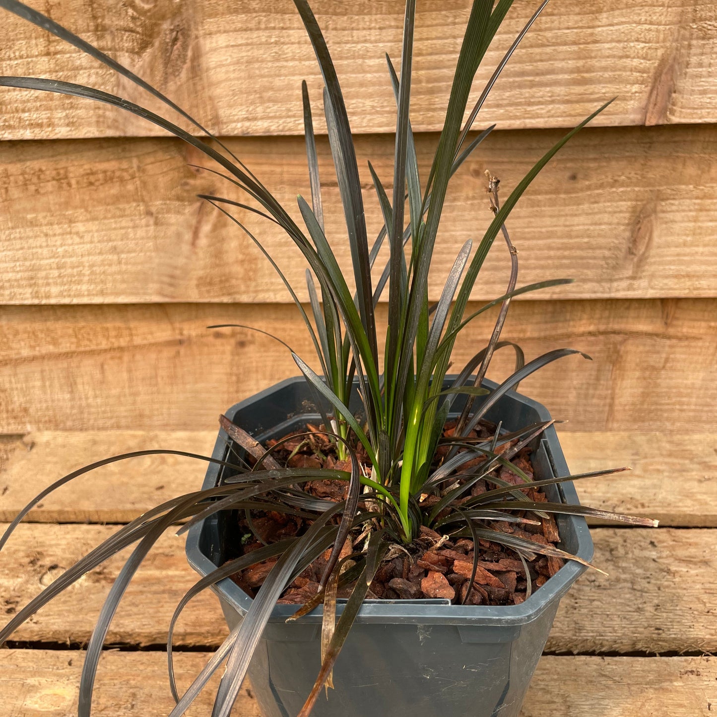 Ophiopogon Niger