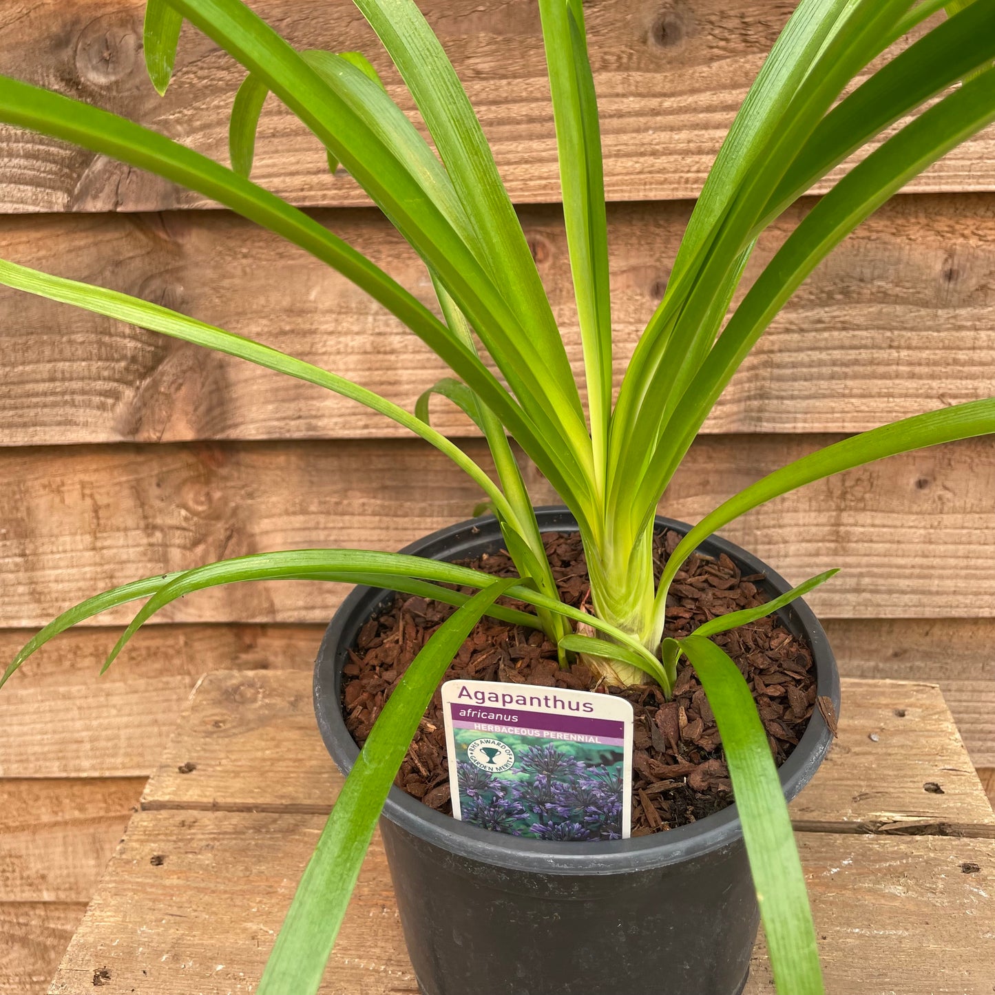 Agapanthus Big Blue