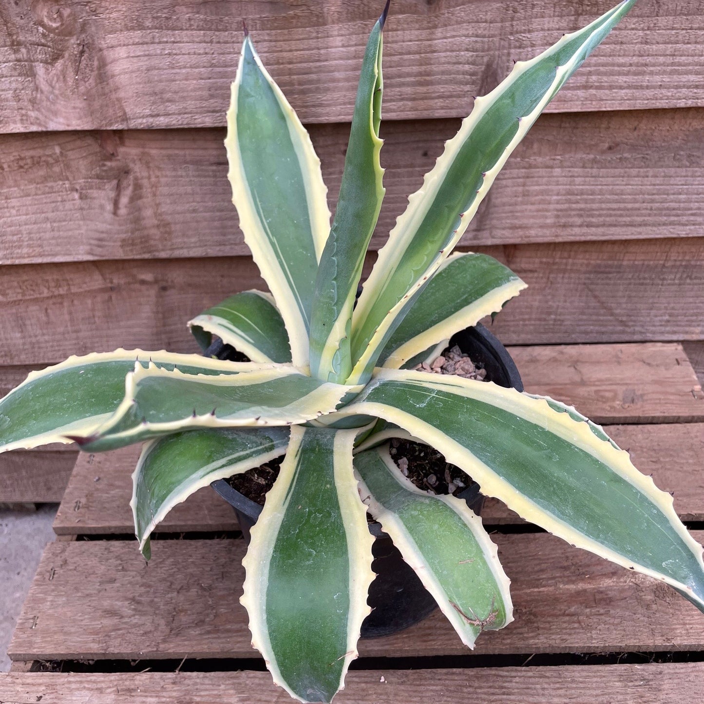 Agave Variegata