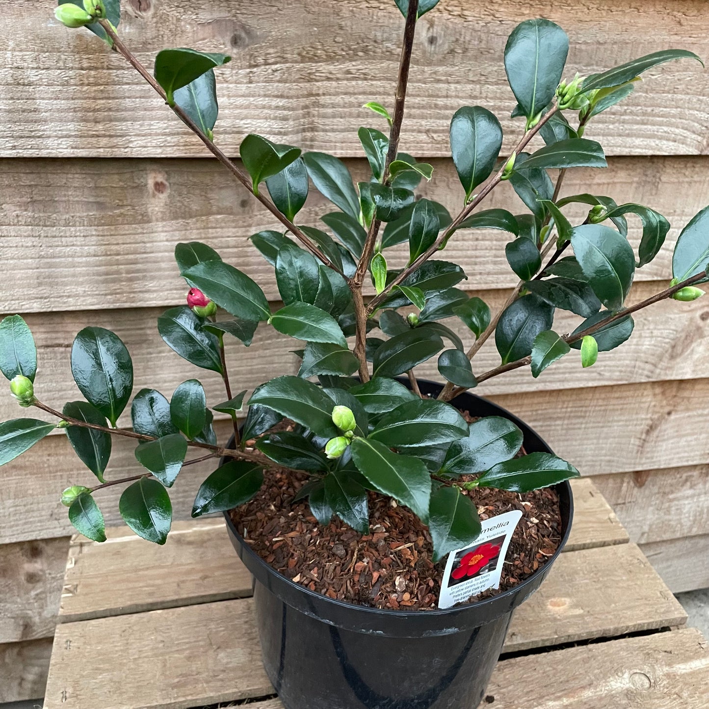 Camellia Yuletide