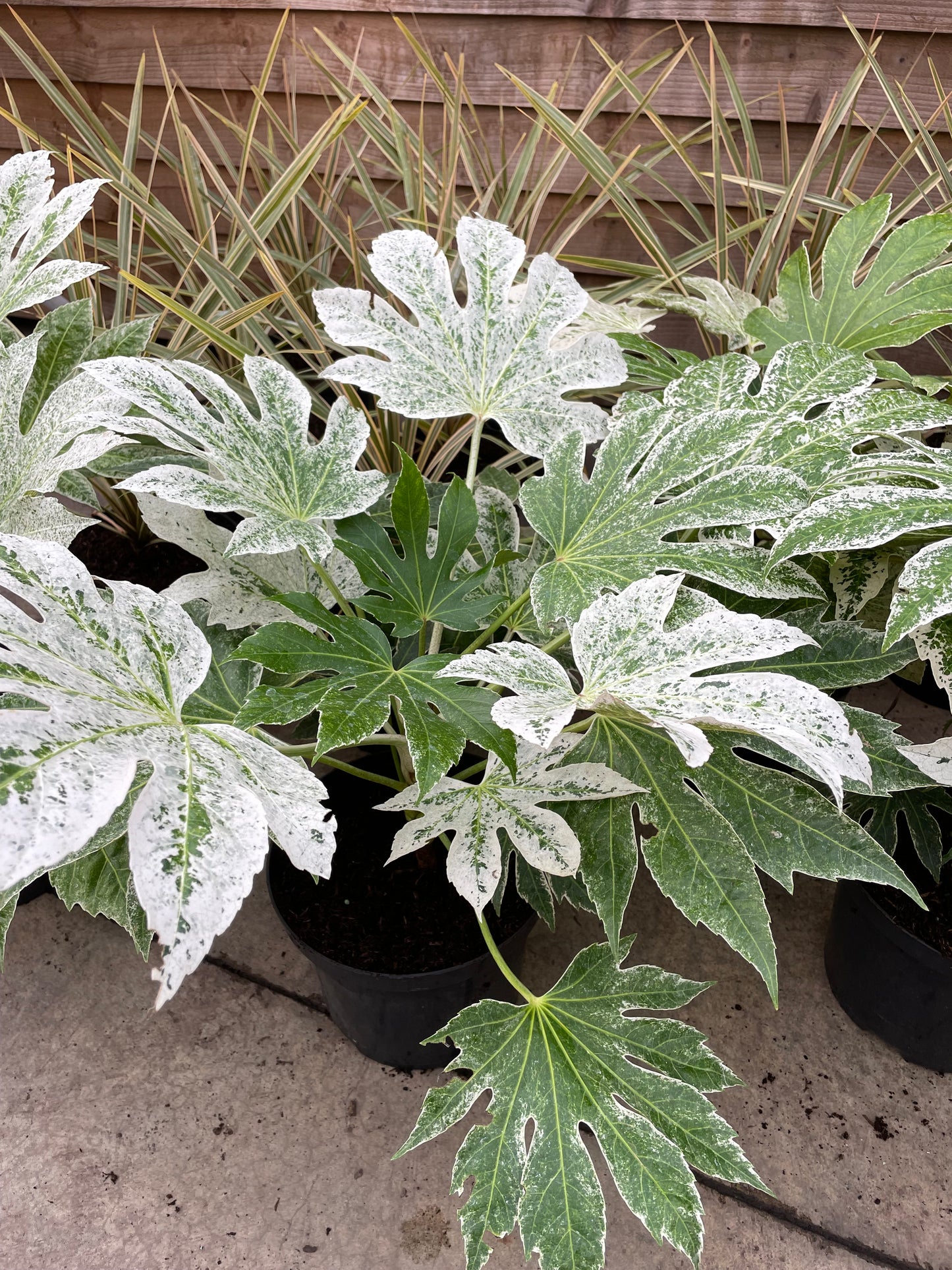 Fatsia Spider's Web