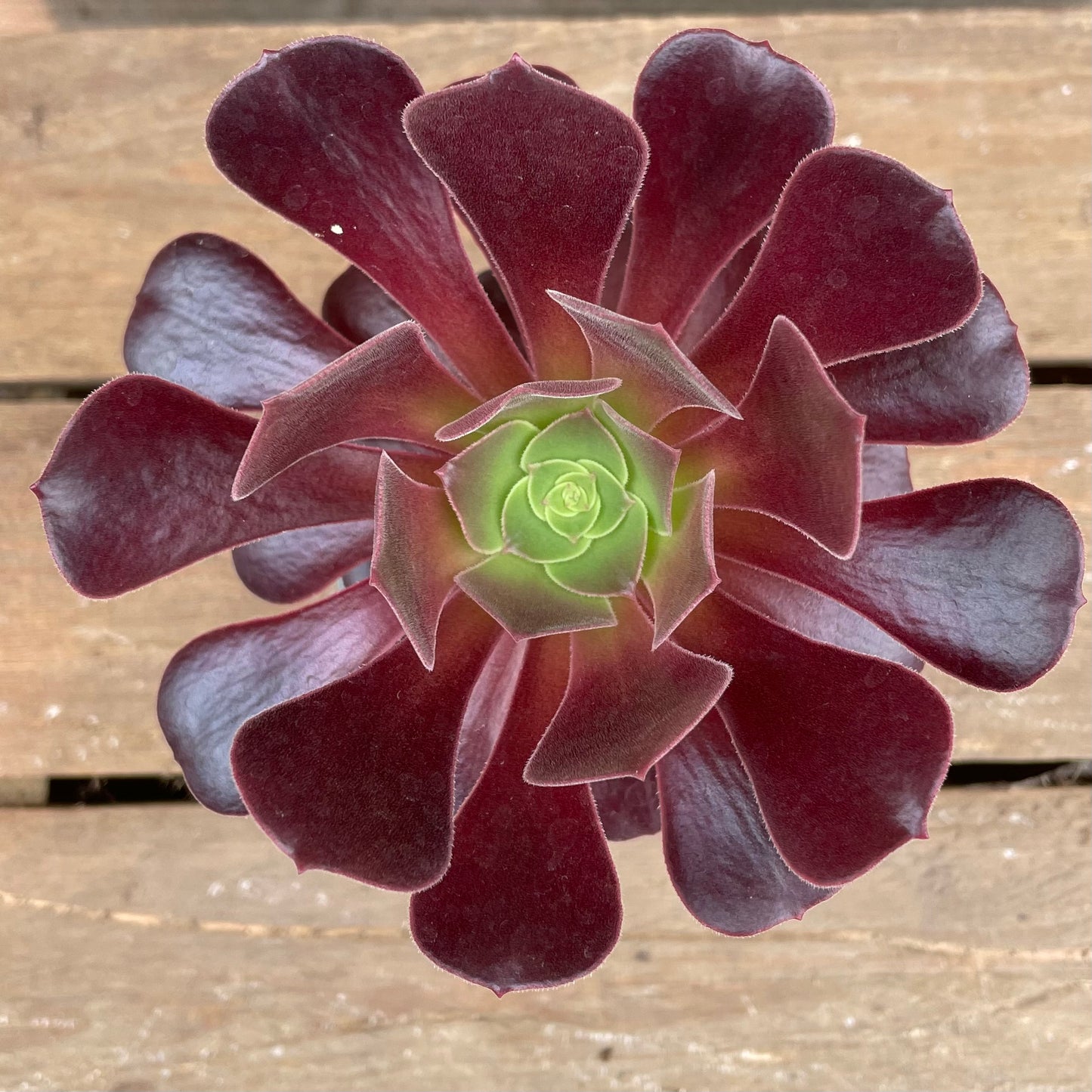 Aeonium Velour