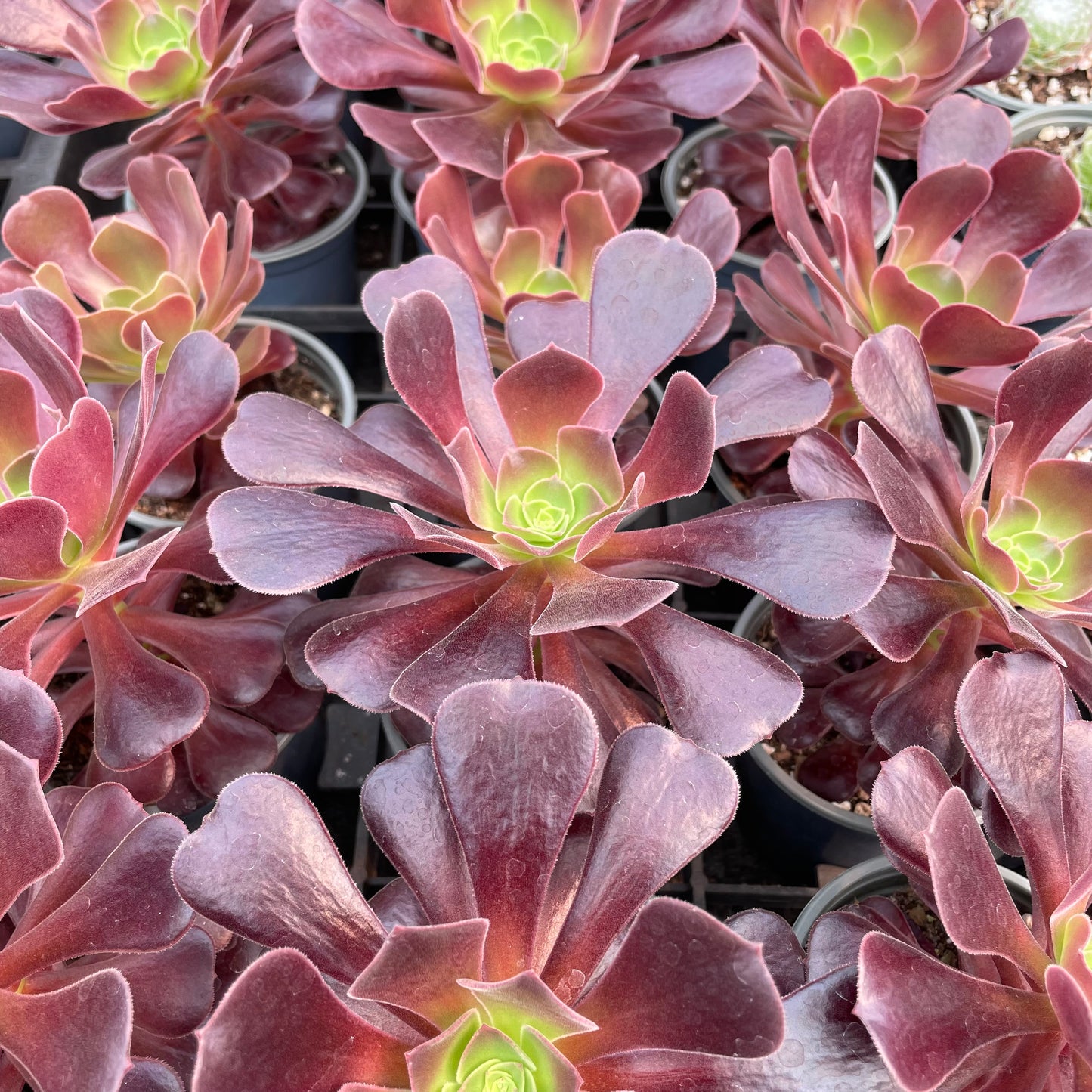 Aeonium Velour