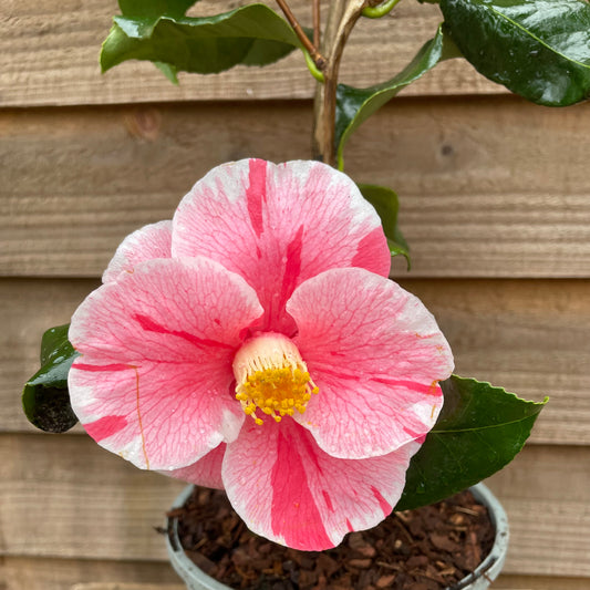 Camellia Tricolor