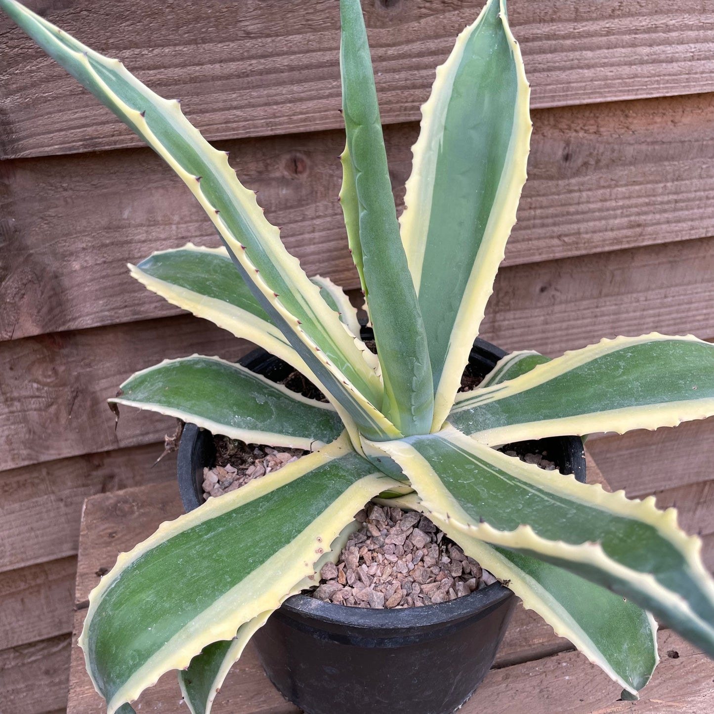 Agave Variegata