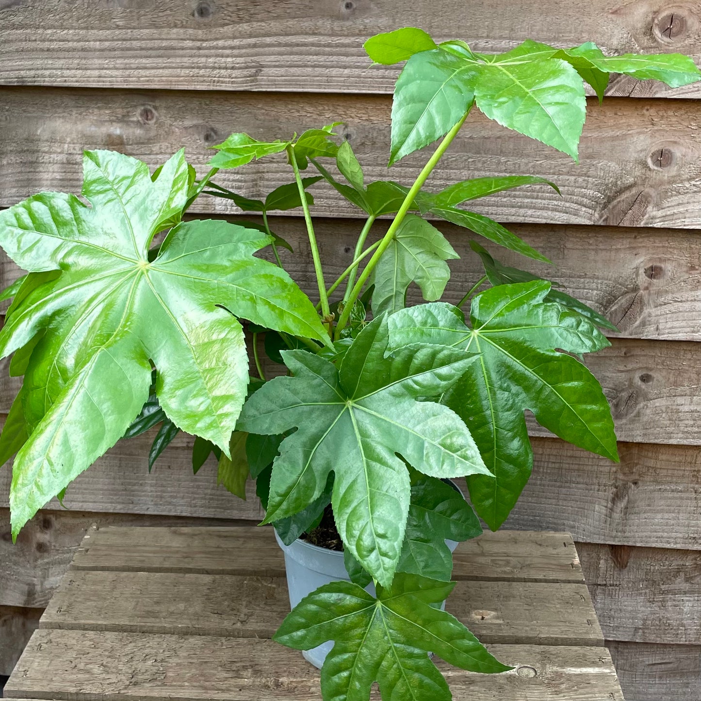 potted fatsia japonica