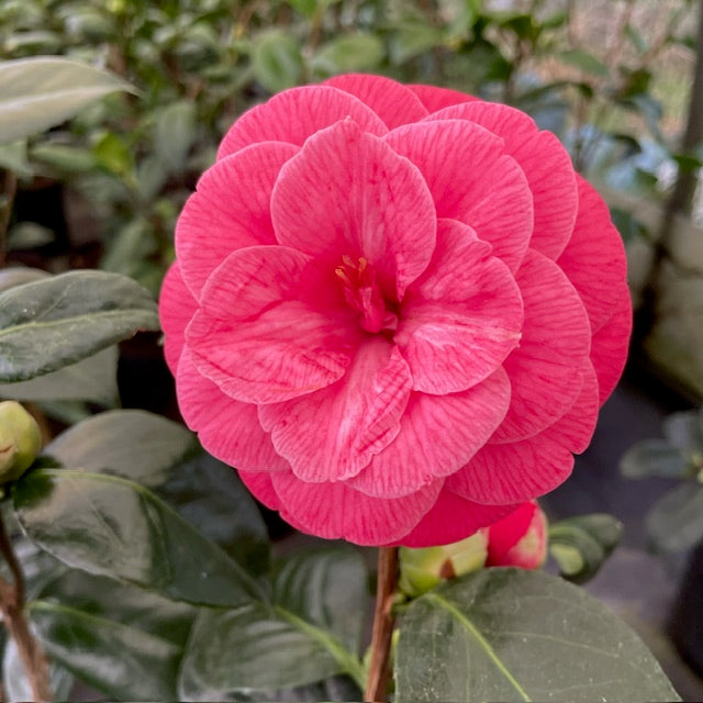 Camellia Apollo