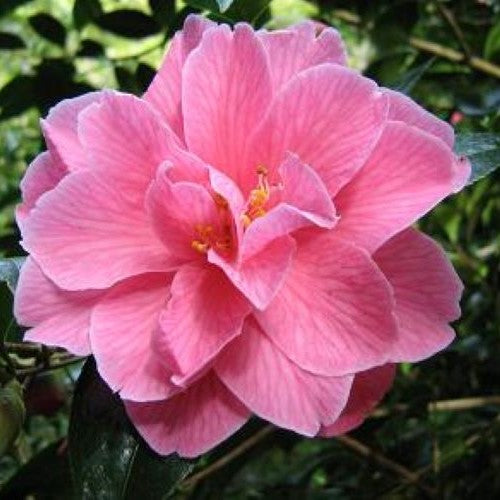 Camellia Donation