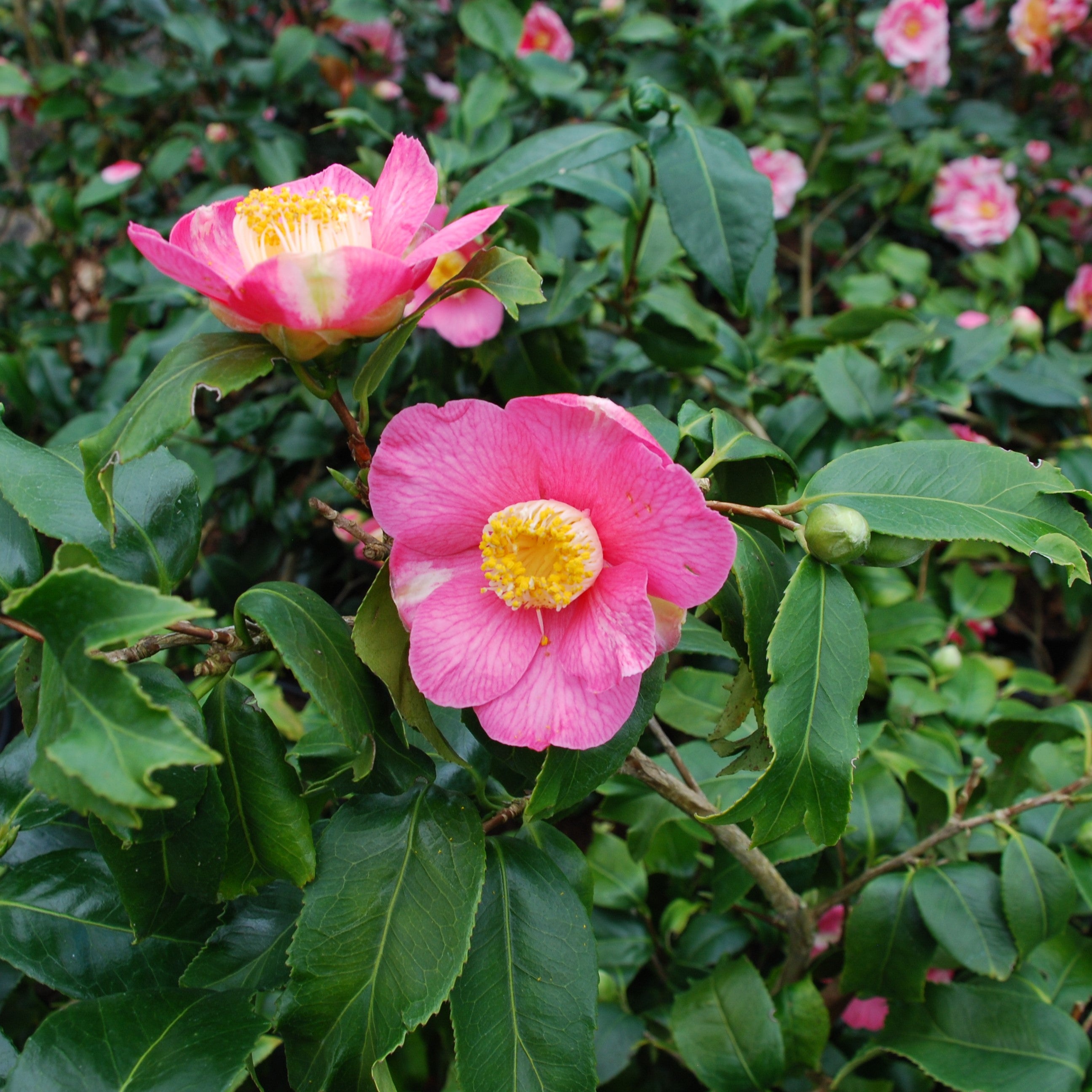 Camellia Fishtail | Pink Spring Flowering Japanese Camellia – Hot Plants