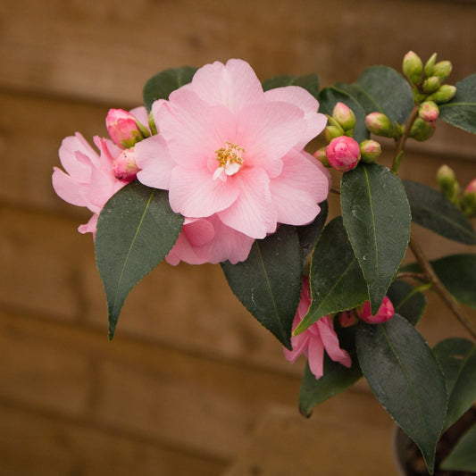 Camellia Spring Festival