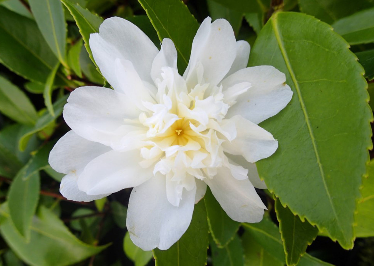 Camellia Snow Flurry