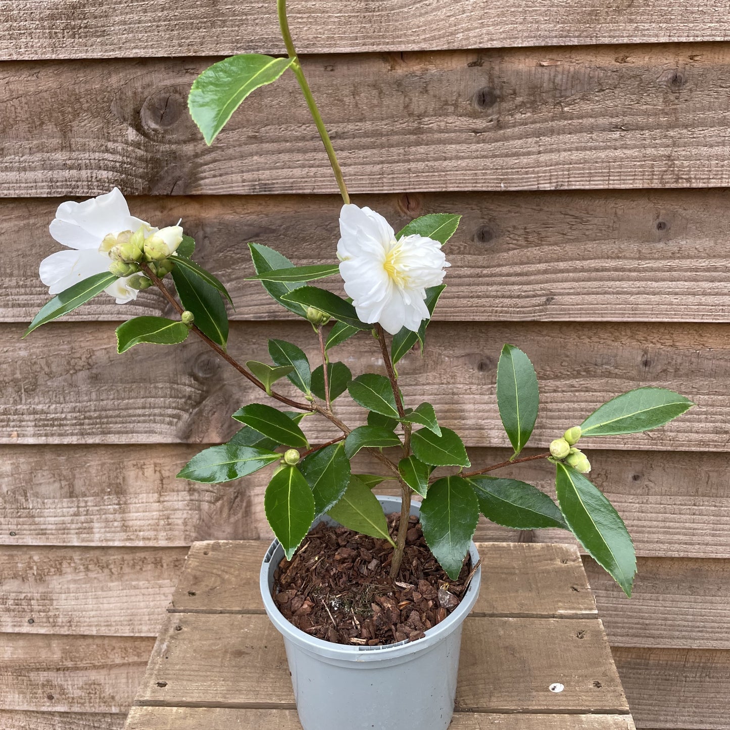 Camellia Snow Flurry