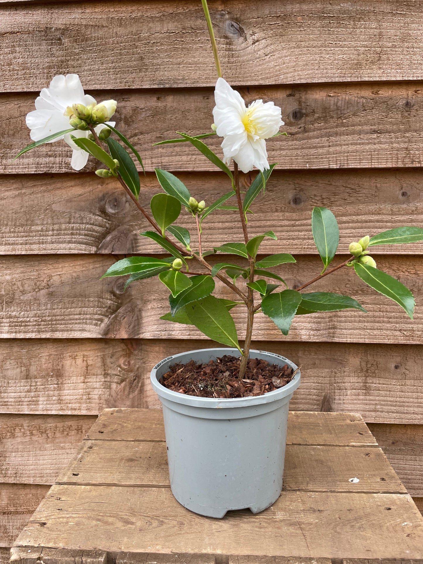 Camellia Snow Flurry