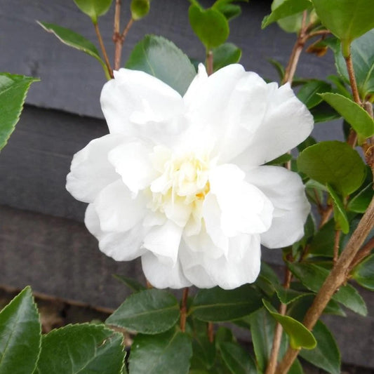 Camellia Snow Flurry