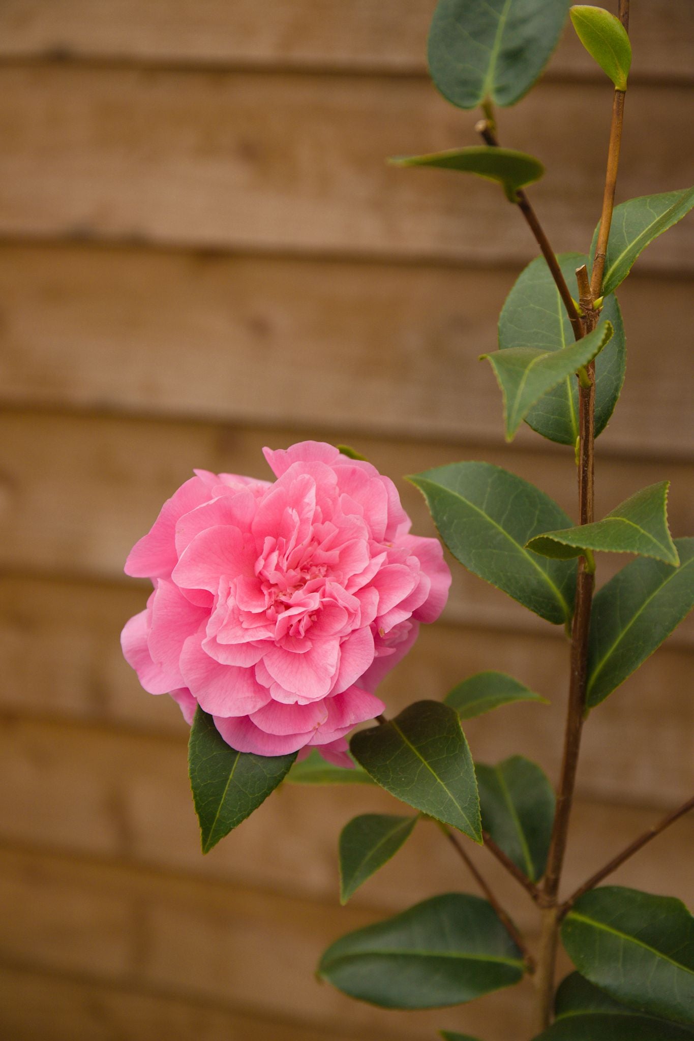 Camellia Debbie