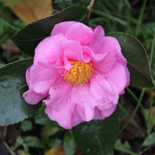 Camellia Winter's Interlude
