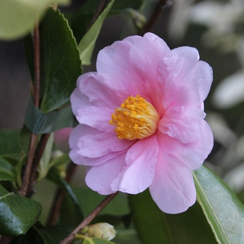 Camellia Winter's Toughie
