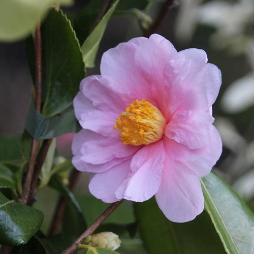 Camellia Winter's Toughie