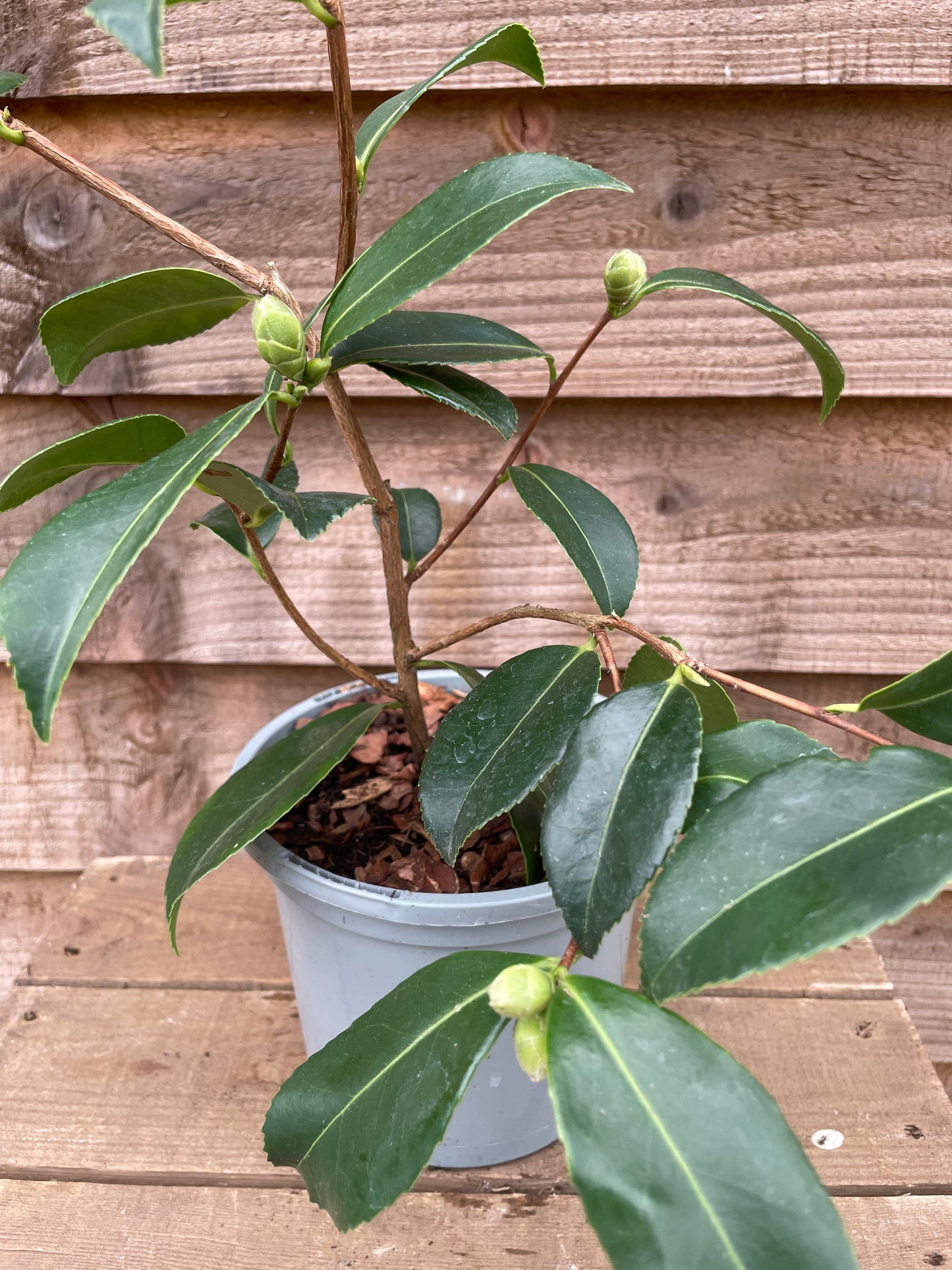 Camellia Winter's Toughie