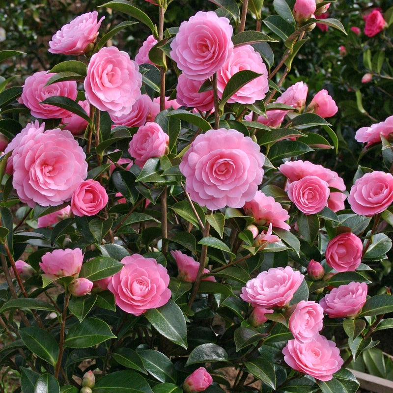 Camellia E G Waterhouse