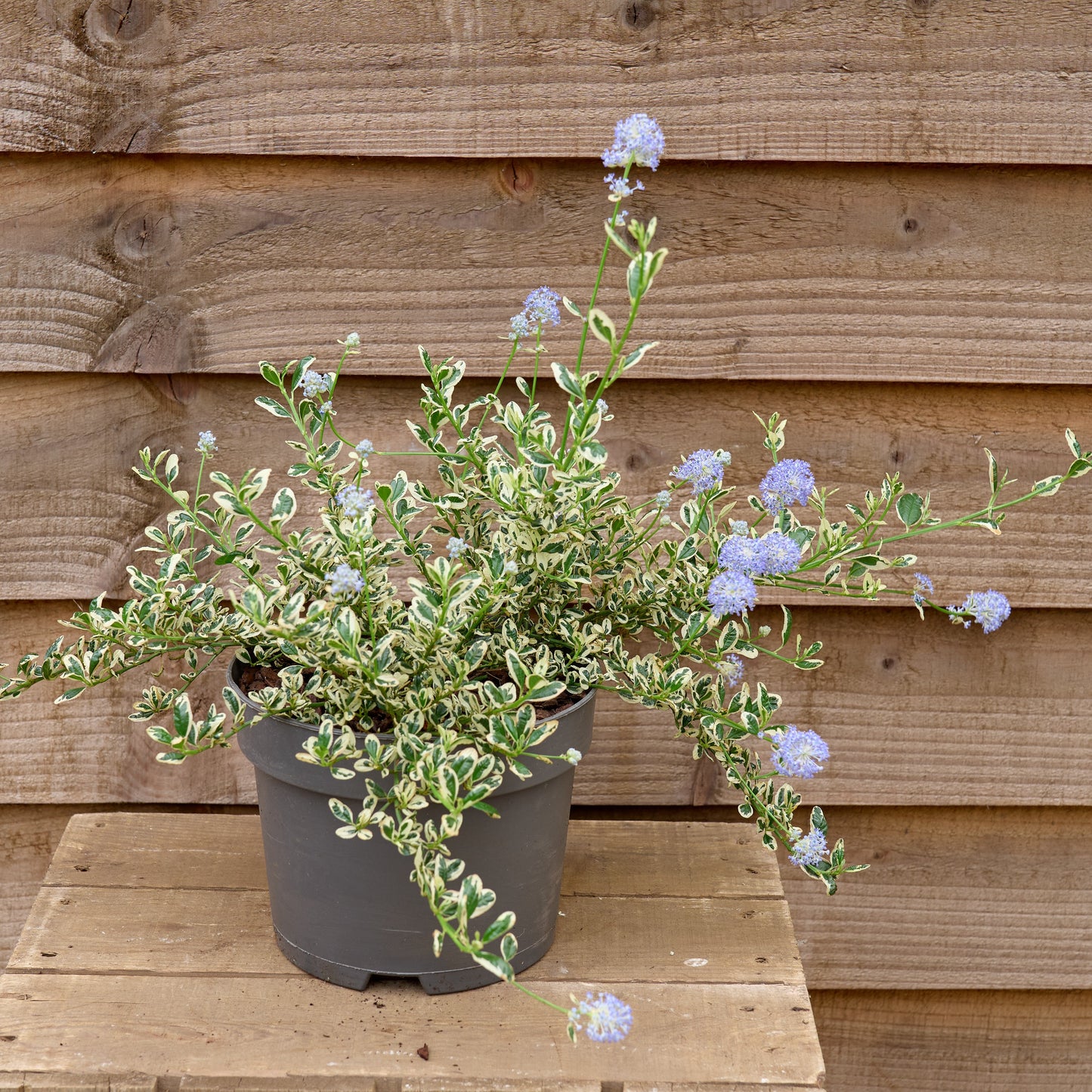 Ceanothus Cool Blue