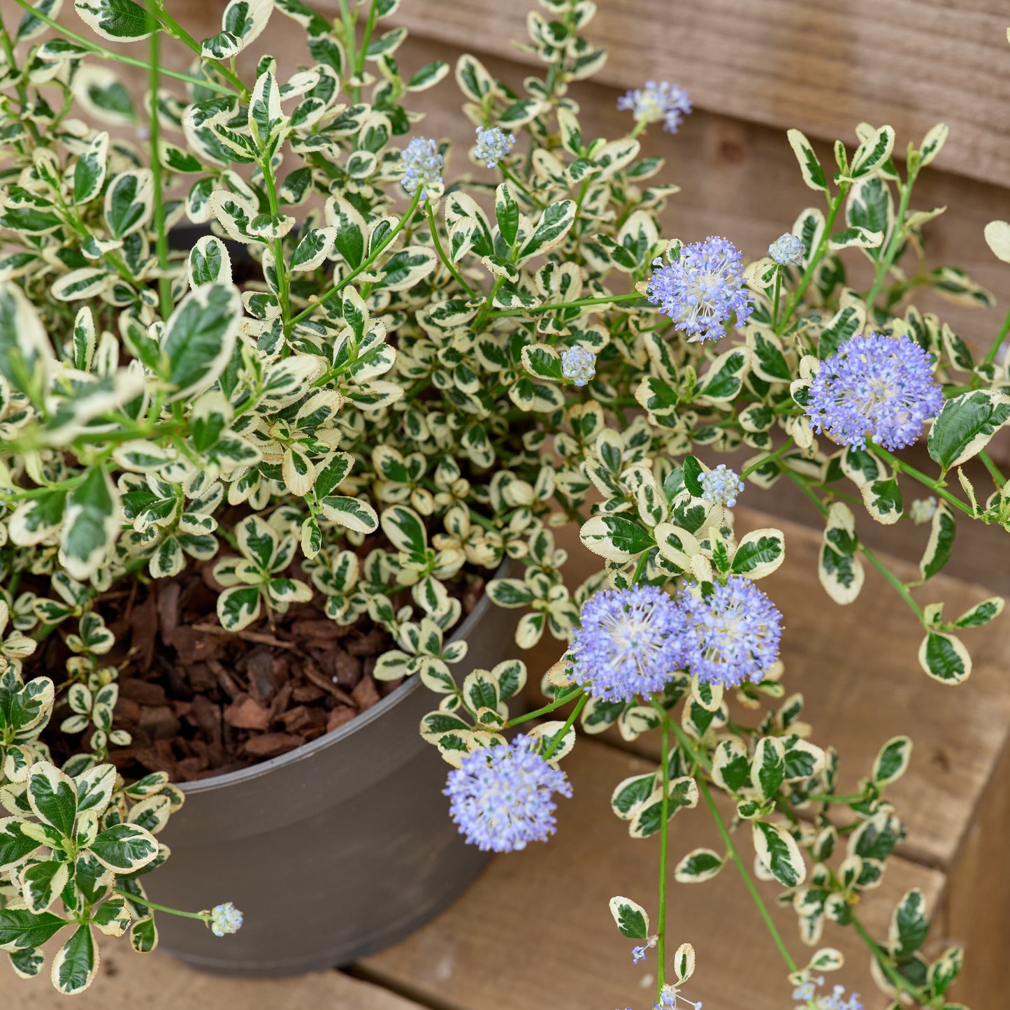 Ceanothus Cool Blue