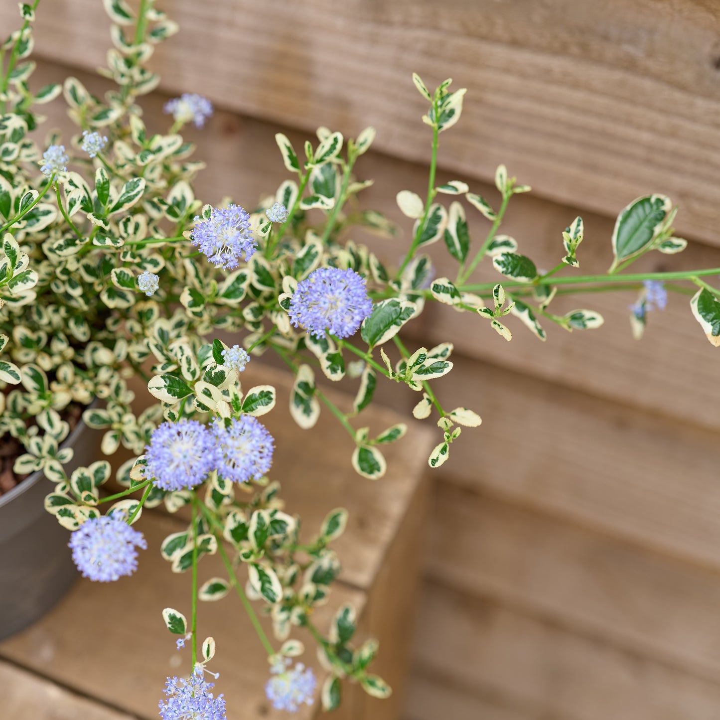 Ceanothus Cool Blue
