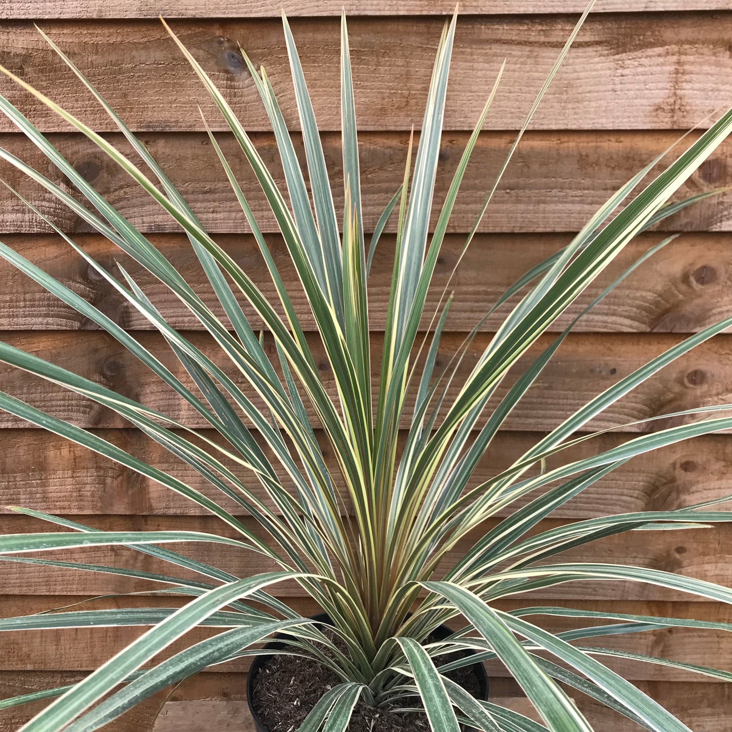 Cordyline Torbay Dazzler
