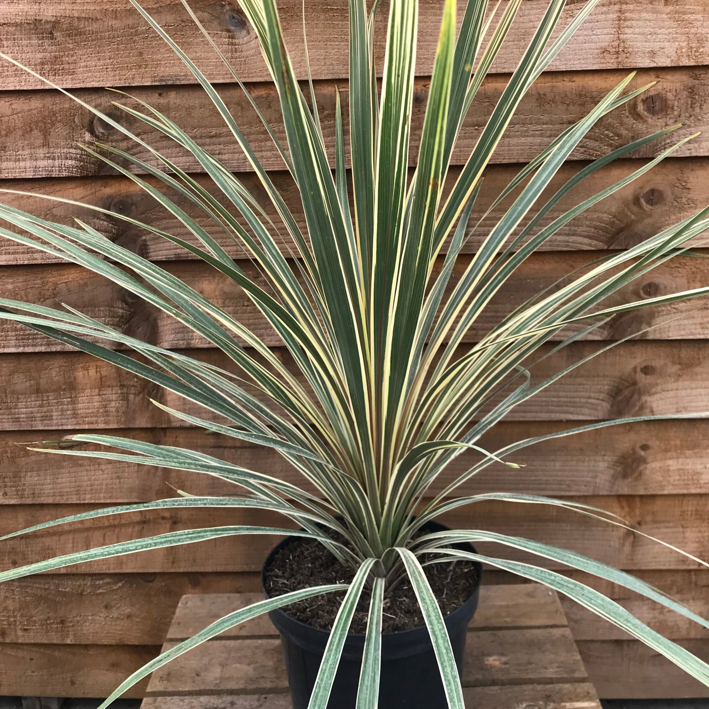 Cordyline Torbay Dazzler