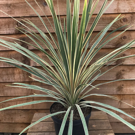 Cordyline Torbay Dazzler