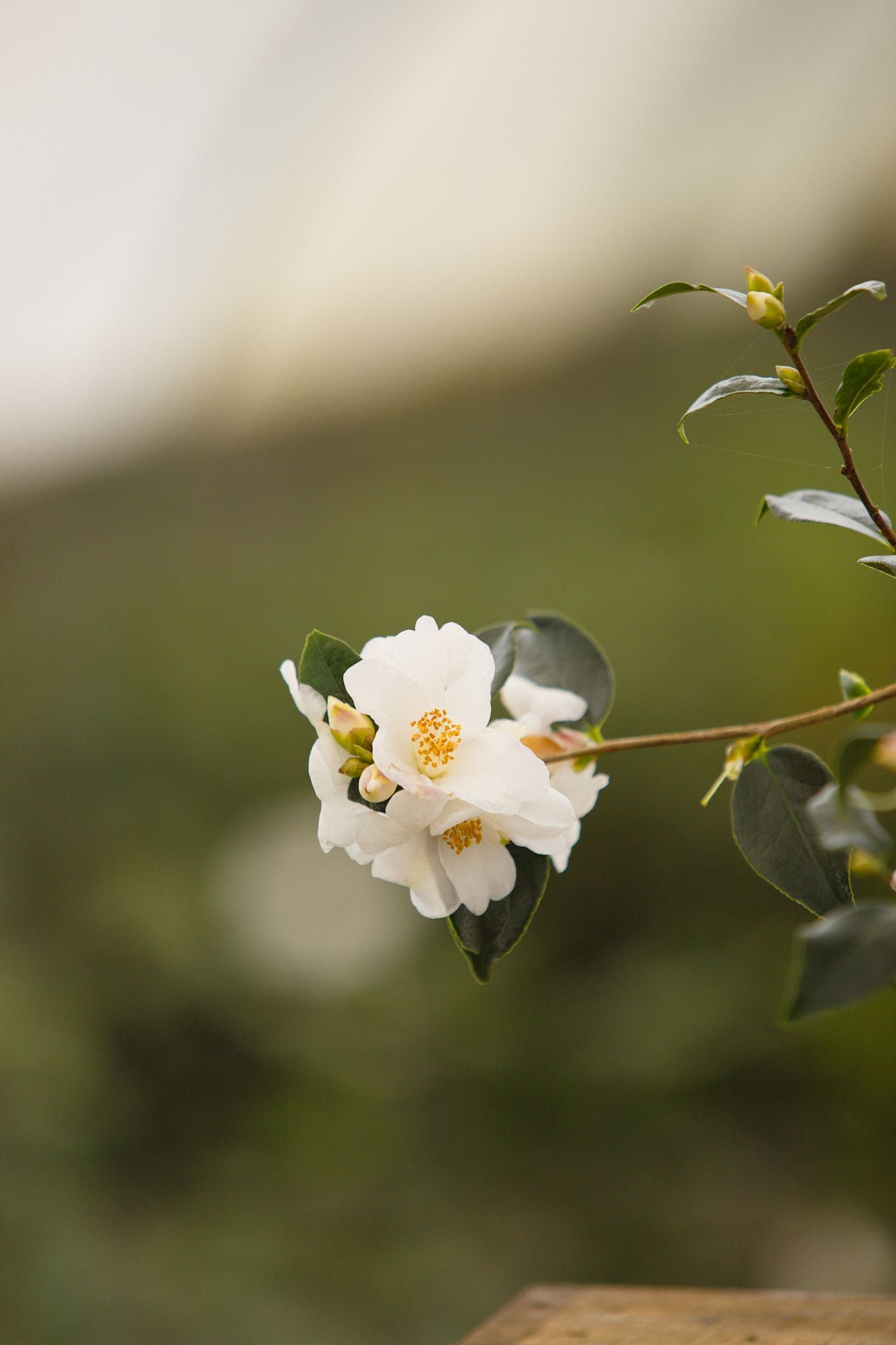 Camellia Cornish Snow