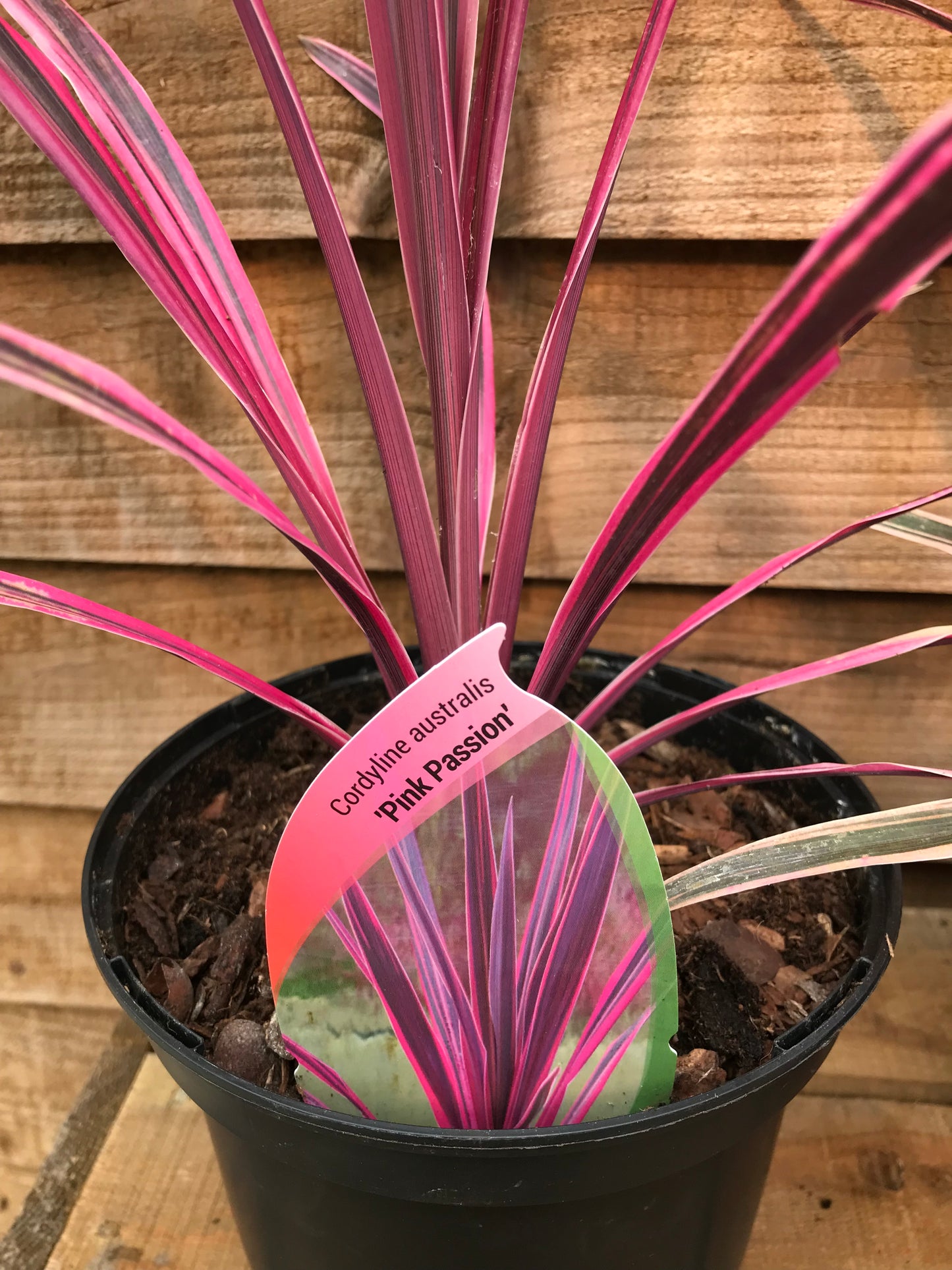 Cordyline Pink Passion